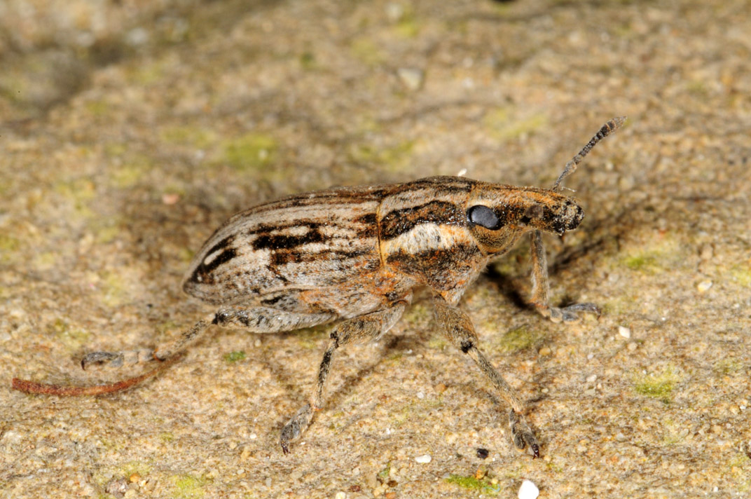 Curculionide da identificare: Mecaspis striatella